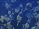 Sea life Marine Phytoplankton painting